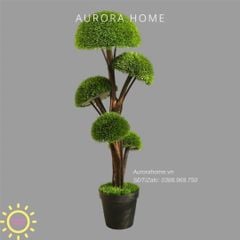 Cây Tùng Bonsai đầu nấm