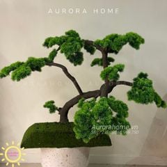 Cây Tùng Bonsai nhỏ- Làm theo yêu cầu