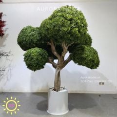 Cây Tùng Bonsai giả dáng bonsai tròn trang trí