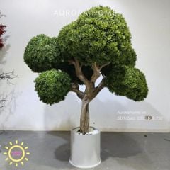 Cây Tùng Bonsai giả dáng bonsai tròn trang trí