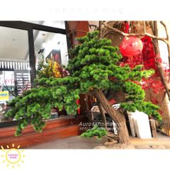 Cây tùng bonsai Nhật Bản thiết kế theo yêu cầu (Mẫu 12)