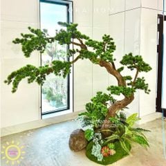 Cây tùng bonsai thân gỗ lũa đẹp uyển chuyển (Mẫu 13)