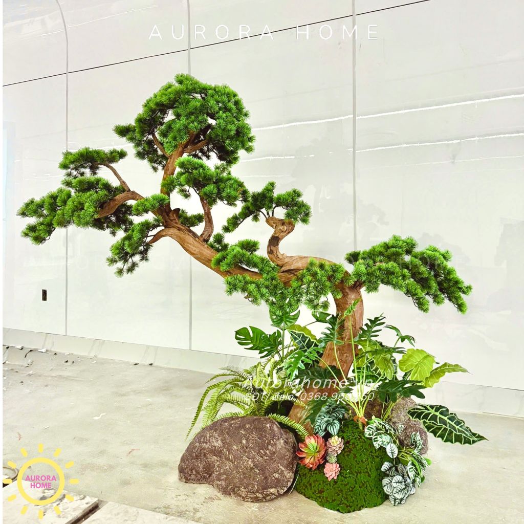 Cây tùng bonsai thân gỗ lũa đẹp uyển chuyển (Mẫu 15)