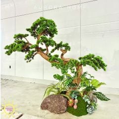 Cây tùng bonsai thân gỗ lũa đẹp uyển chuyển (Mẫu 15)
