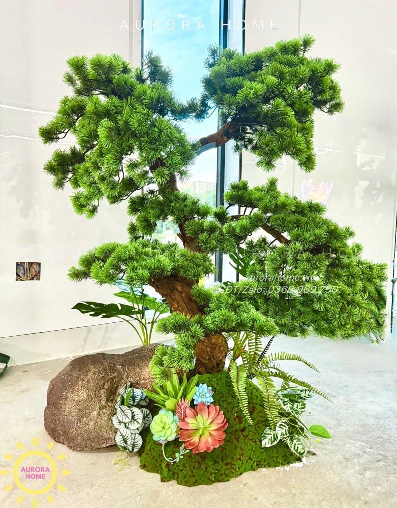 Cây tùng bonsai thân gỗ lũa đẹp uyển chuyển (Mẫu 14)