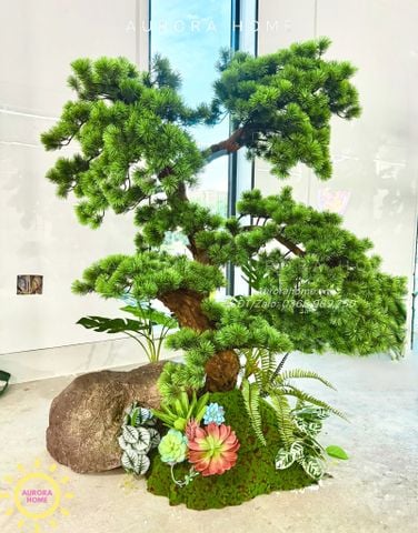 Cây tùng bonsai thân gỗ lũa đẹp uyển chuyển (Mẫu 14)