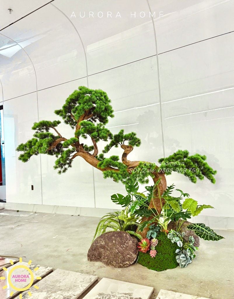 Cây tùng bonsai thân gỗ lũa đẹp uyển chuyển (Mẫu 15)
