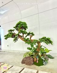 Cây tùng bonsai thân gỗ lũa đẹp uyển chuyển (Mẫu 15)
