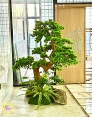 Cây tùng bonsai thân gỗ lũa đẹp uyển chuyển (Mẫu 14)