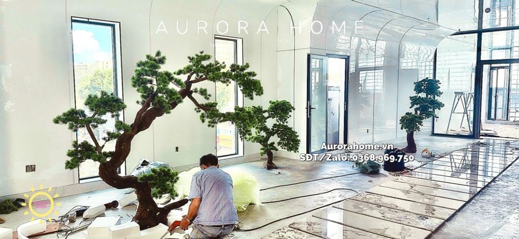 Cây tùng bonsai thân gỗ lũa đẹp uyển chuyển (Mẫu 15)