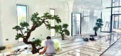 Cây tùng bonsai thân gỗ lũa đẹp uyển chuyển (Mẫu 15)