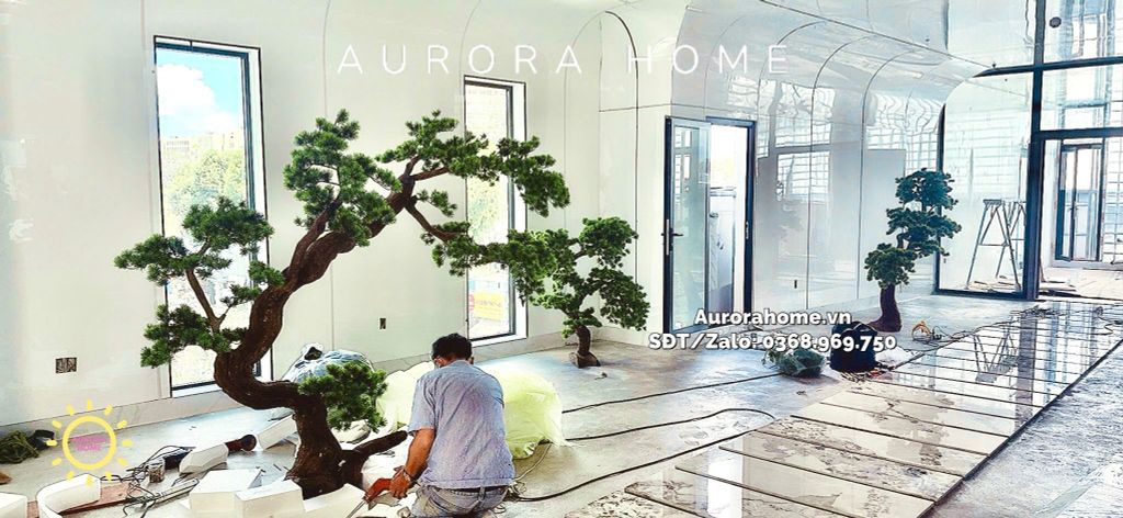 Cây tùng bonsai thân gỗ lũa đẹp uyển chuyển (Mẫu 14)