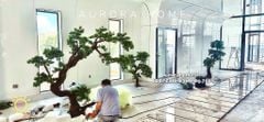 Cây tùng bonsai thân gỗ lũa đẹp uyển chuyển (Mẫu 13)