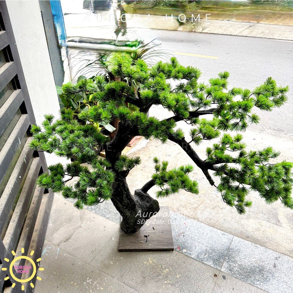 Cây tùng bonsai trang trí cao 80cm (Mẫu 9)
