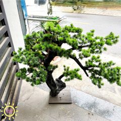 Cây tùng bonsai trang trí cao 80cm (Mẫu 9)