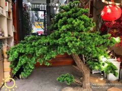 Cây tùng bonsai Nhật Bản thiết kế theo yêu cầu (Mẫu 12)