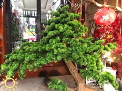 Cây tùng bonsai Nhật Bản thiết kế theo yêu cầu (Mẫu 12)