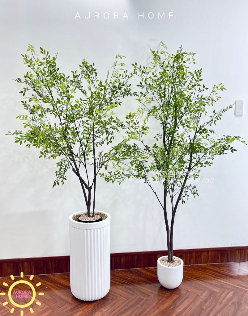 Cây nam thiên trúc dáng đẹp tự nhiên (Cây thiết kế)