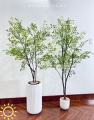 Cây nam thiên trúc dáng đẹp tự nhiên (Cây thiết kế)