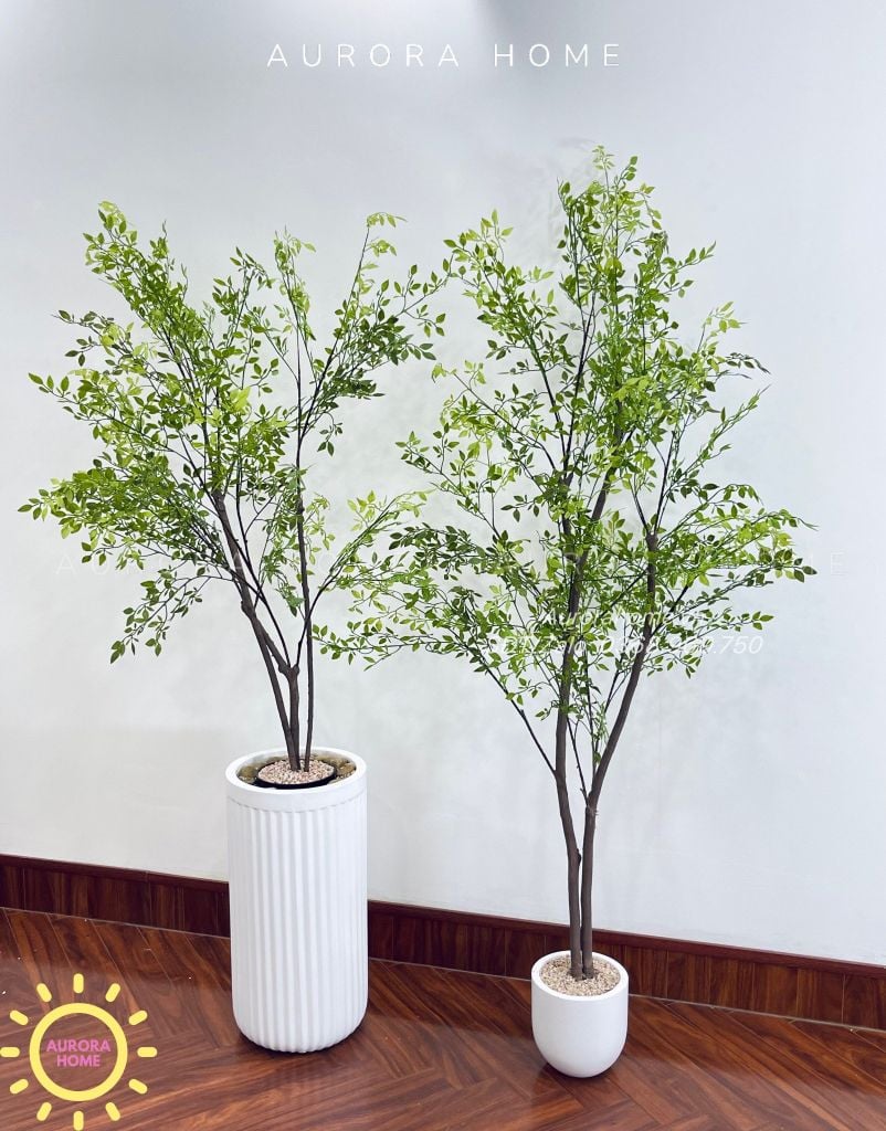 Cây nam thiên trúc dáng đẹp tự nhiên (Cây thiết kế)