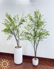 Cây nam thiên trúc dáng đẹp tự nhiên (Cây thiết kế)