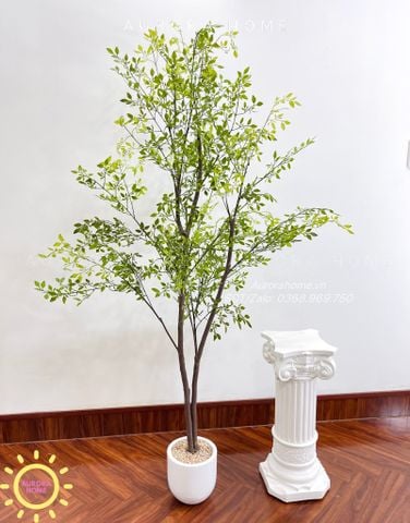 Cây nam thiên trúc dáng đẹp tự nhiên (Cây thiết kế)