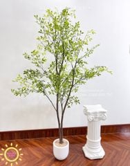 Cây nam thiên trúc dáng đẹp tự nhiên (Cây thiết kế)