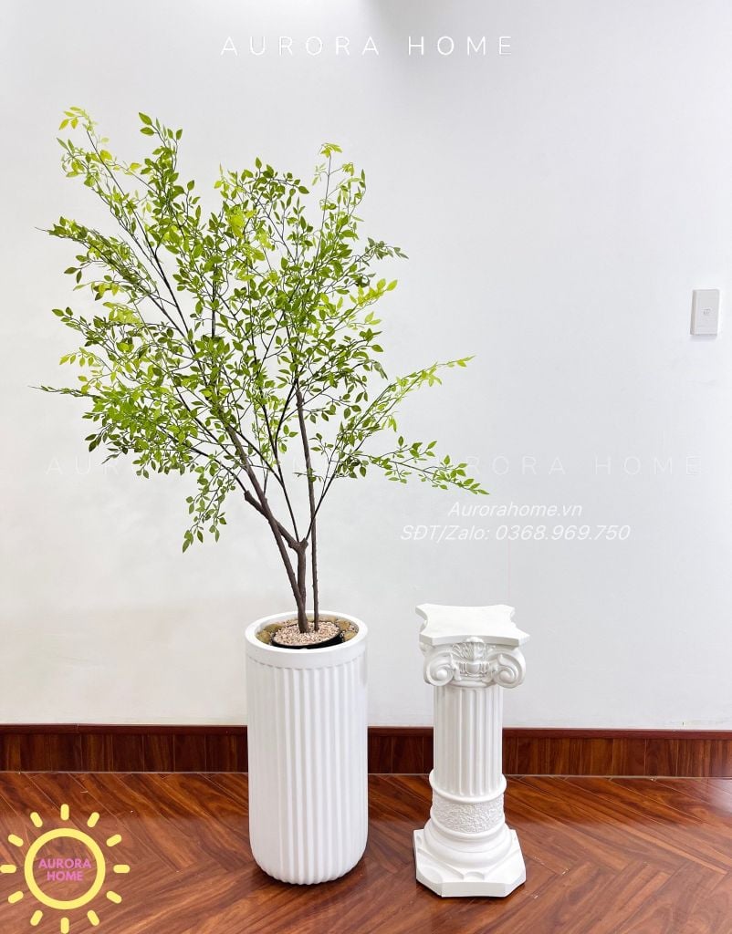 Cây nam thiên trúc dáng đẹp tự nhiên (Cây thiết kế)