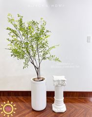 Cây nam thiên trúc dáng đẹp tự nhiên (Cây thiết kế)