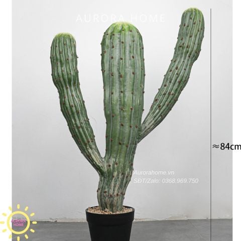 Cây xương rồng giả Maroc say Hi 84cm