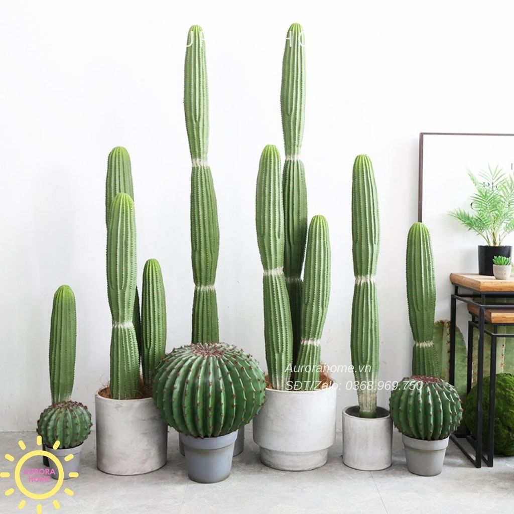 Xương rồng cột trụ Mega 2