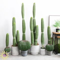 Xương rồng cột trụ Mega 2