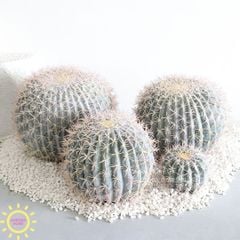 Cây xương rồng tròn trắng