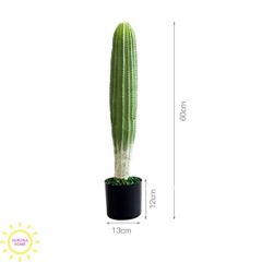 Xương rồng cột trụ Mega 2