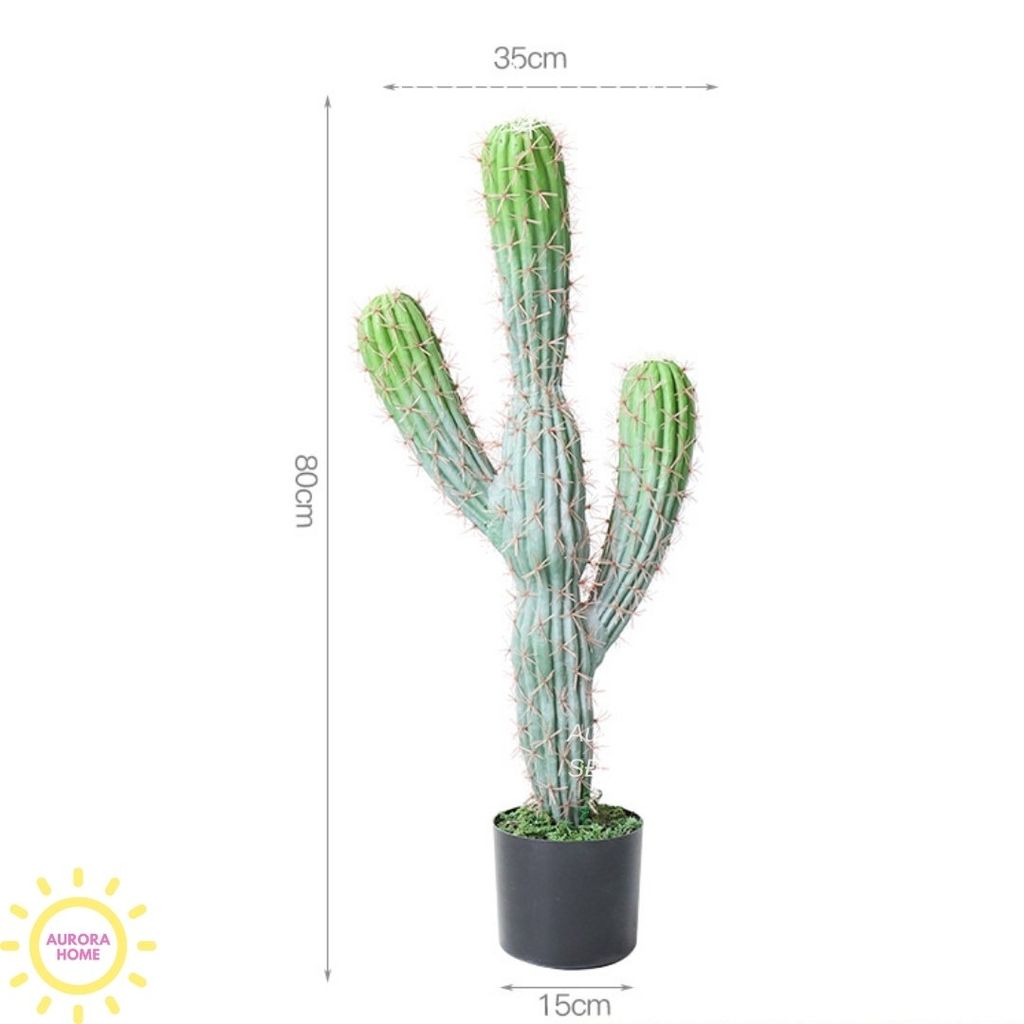 Cây xương rồng cột trụ 3 tay Anna
