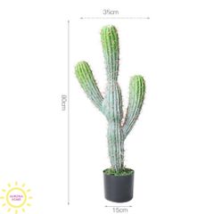 Cây xương rồng cột trụ 3 tay Anna