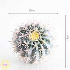 Cây xương rồng tròn trắng