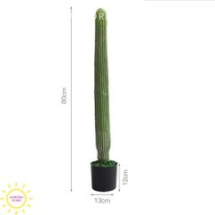 Xương rồng cột trụ Mega