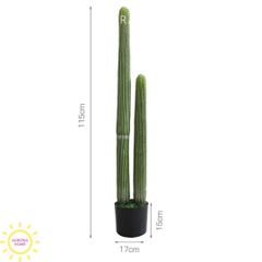 Xương rồng cột trụ Mega