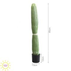 Xương rồng cột trụ Mega 2