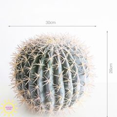 Cây xương rồng tròn trắng