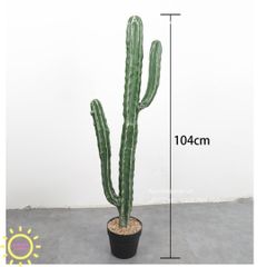 Cây xương rồng giả Trụ Rồng Thần