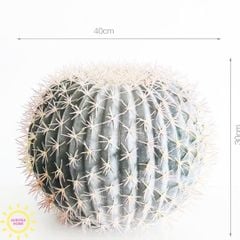 Cây xương rồng tròn trắng