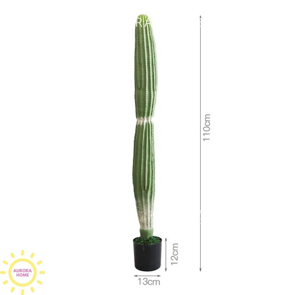 Xương rồng cột trụ Mega 2