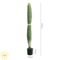 Xương rồng cột trụ Mega 2