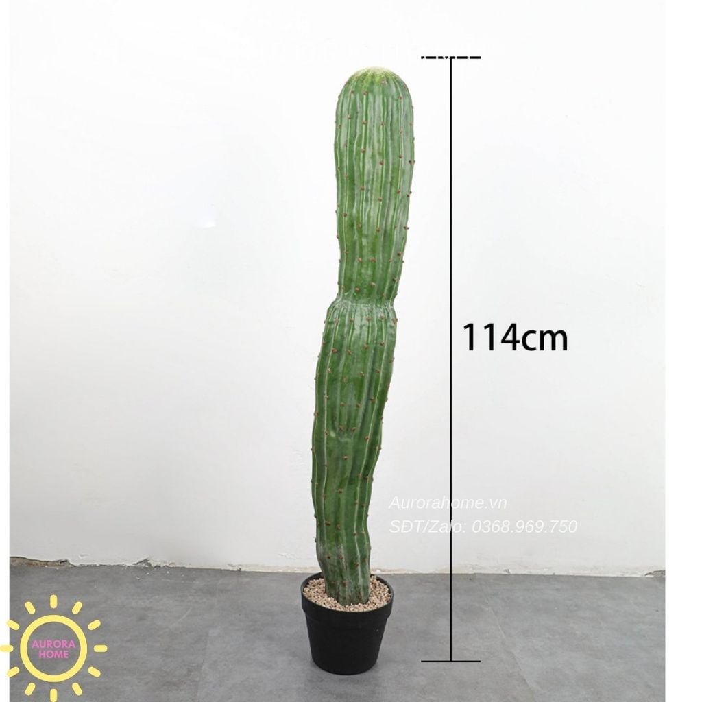 Cây xương rồng giả Maroc một trụ