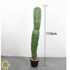 Cây xương rồng giả Maroc một trụ