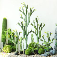 Cây xương rồng xa mạc nhiều nhánh