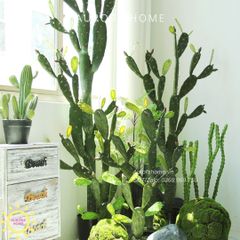 Cây xương rồng xa mạc nhiều nhánh