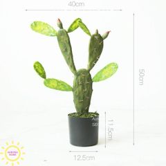 Cây xương rồng xa mạc nhiều nhánh
